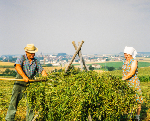 Reinhard_1_Ernte_Eppingen197x