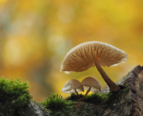 Uwe FDM November 2025 (1)