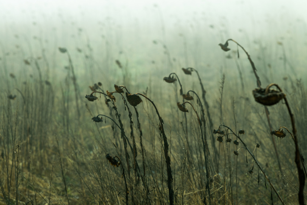 Frank_Nebel_02_855_5026