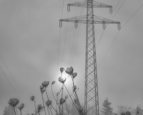 Januar 2026: Im Nebel - Reinhard Doll