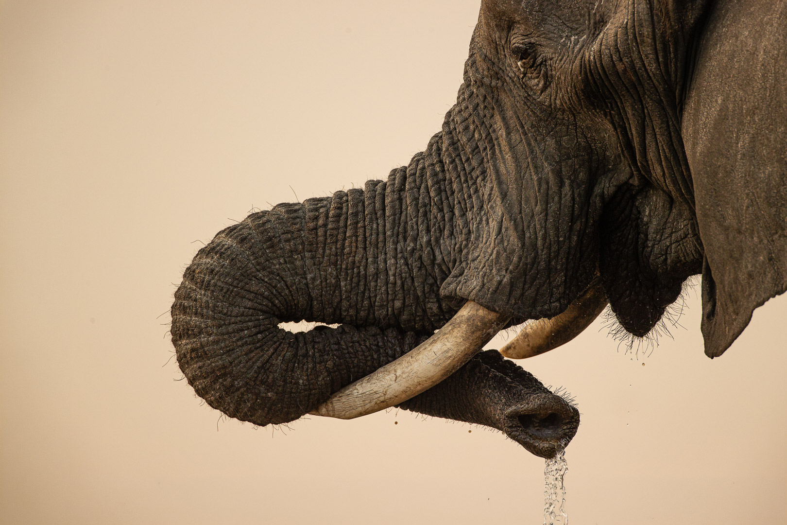 Mai 2026: Freies Thema - Manfred Lendle: Elefant